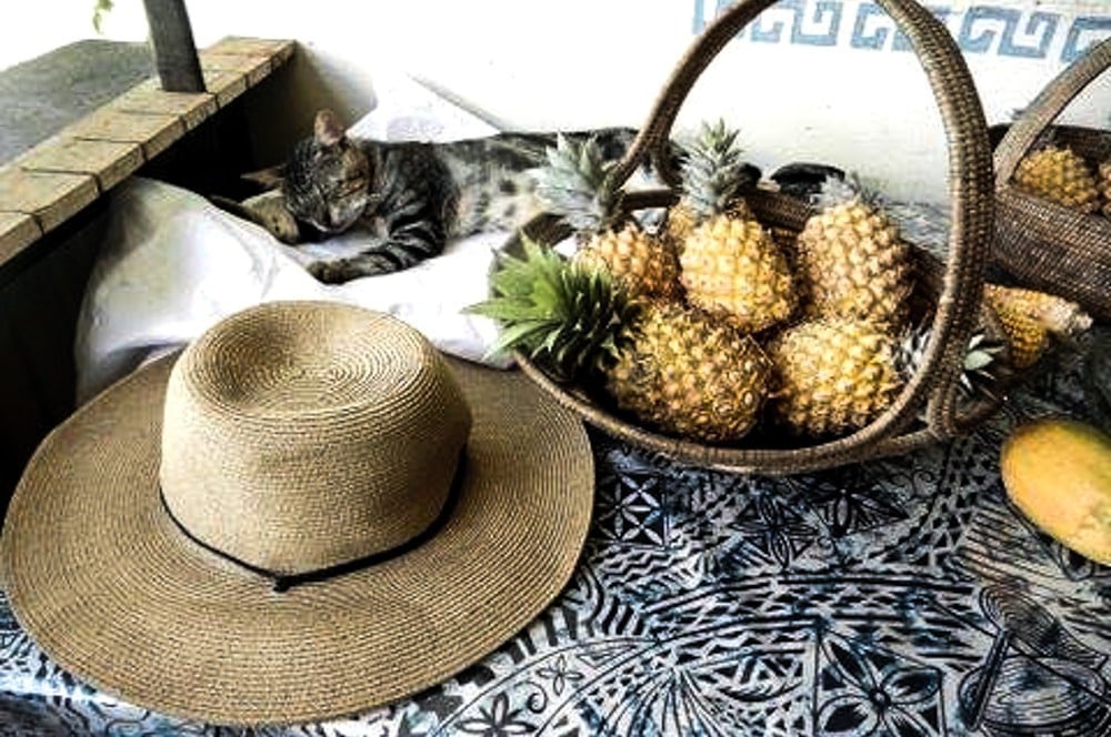 Teitei permaculture farm stay Fiji