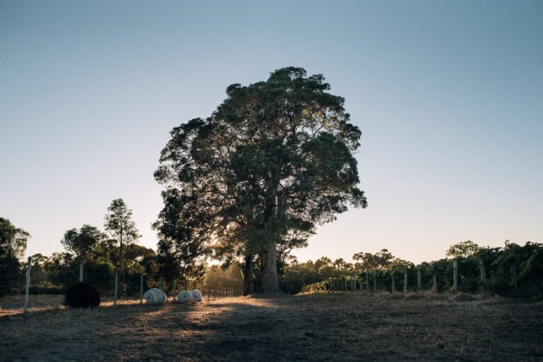 petit eco cabin 10 768x513