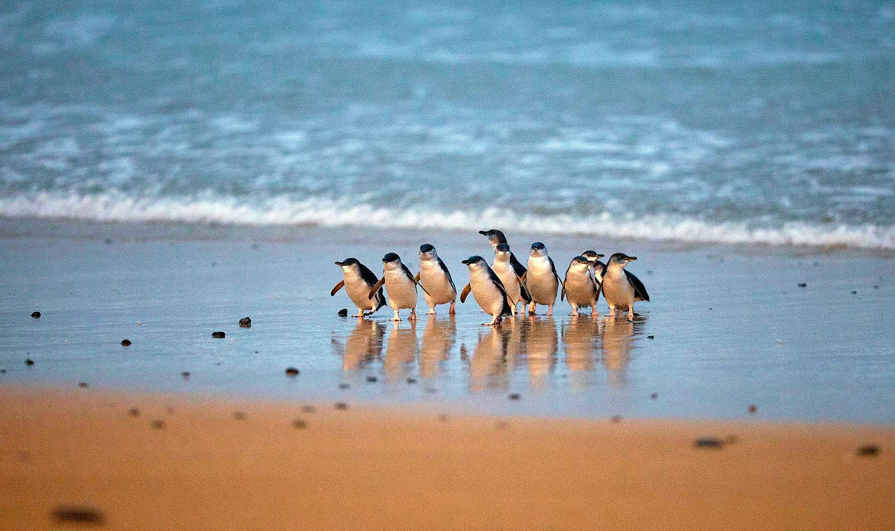 Phillip-Island-Victoria-Penguins