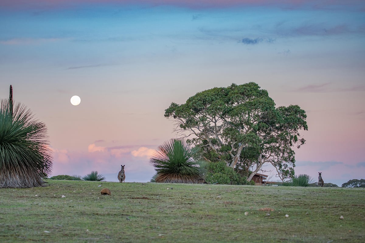 Ecopia-Retreat-Kangaroo-Island-2