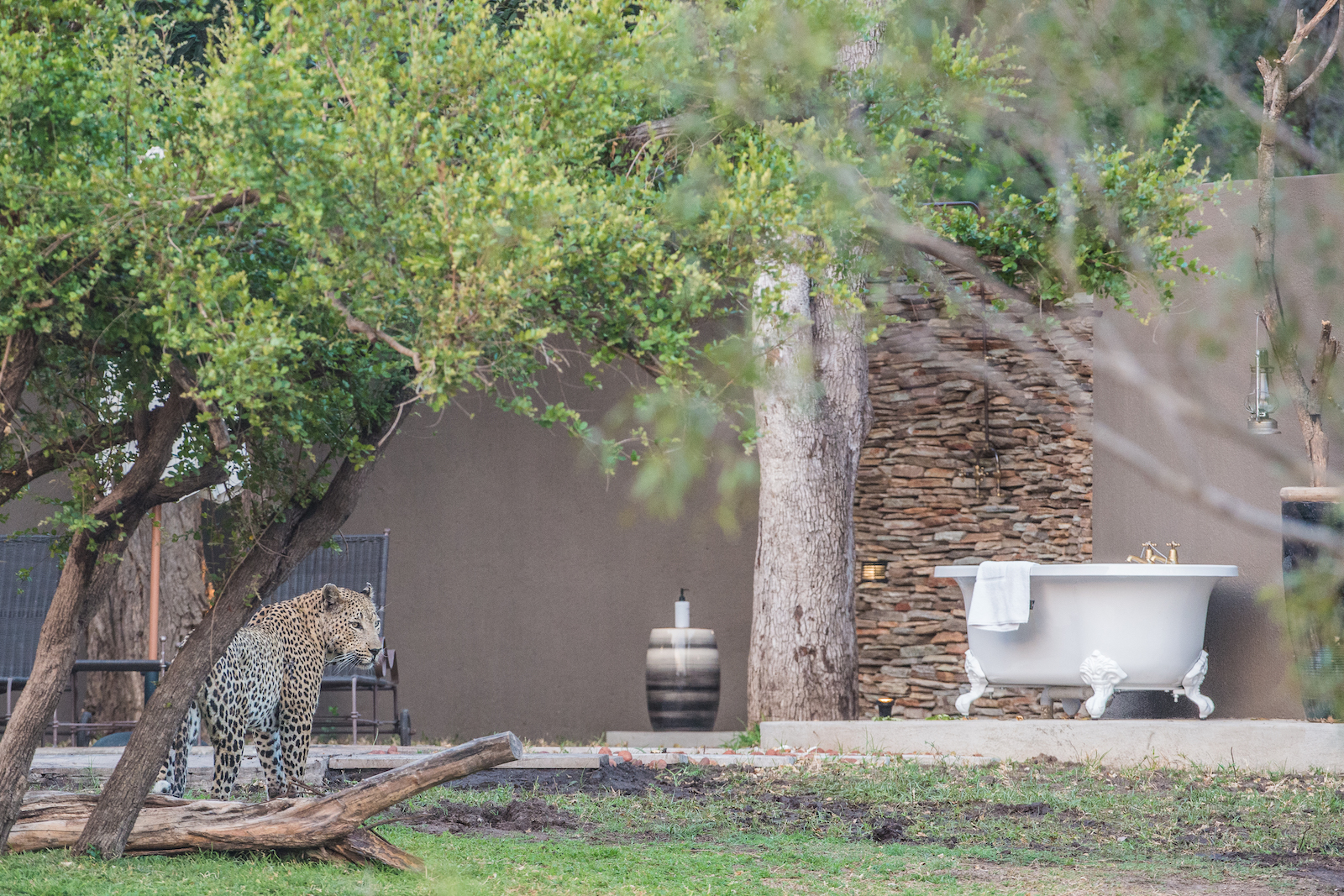 Sabi Sabi African safaris Selati Camp