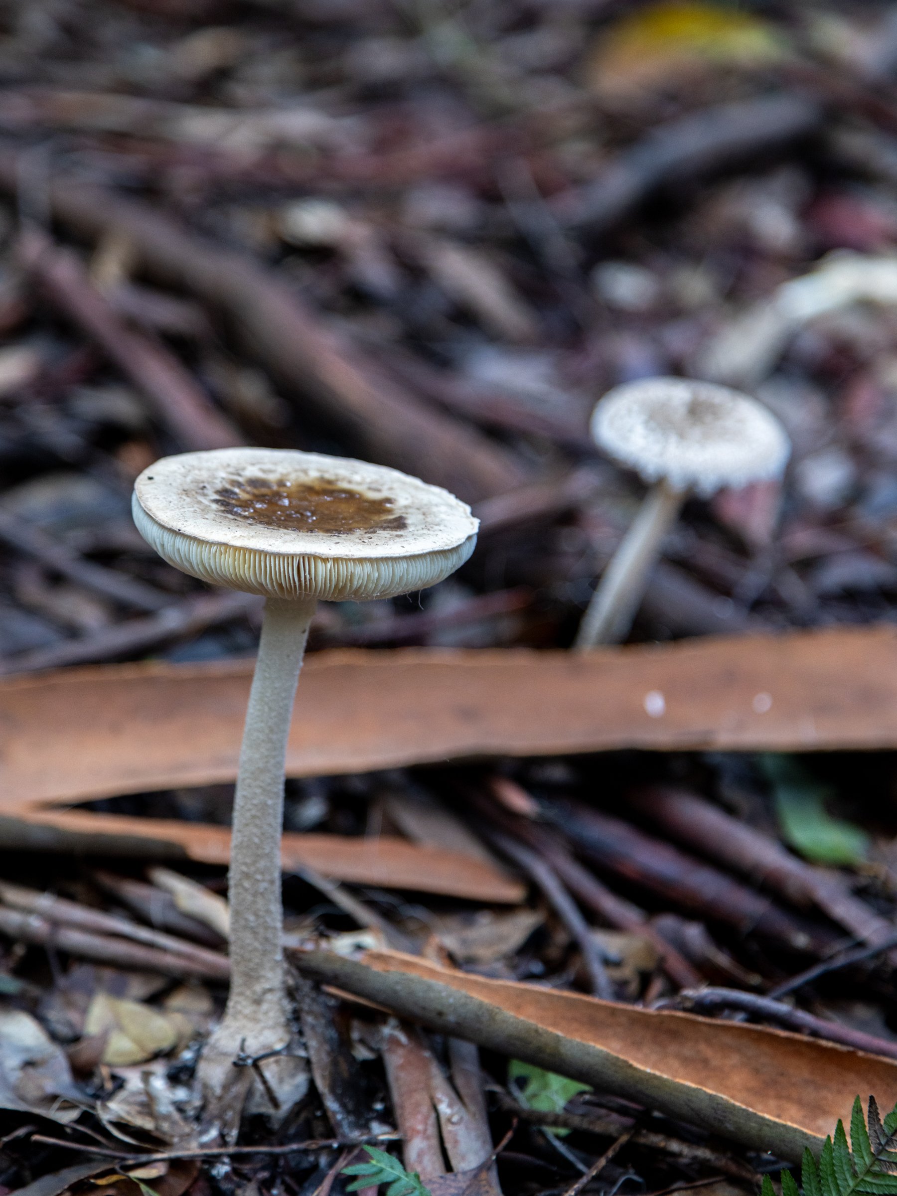 Mushroom