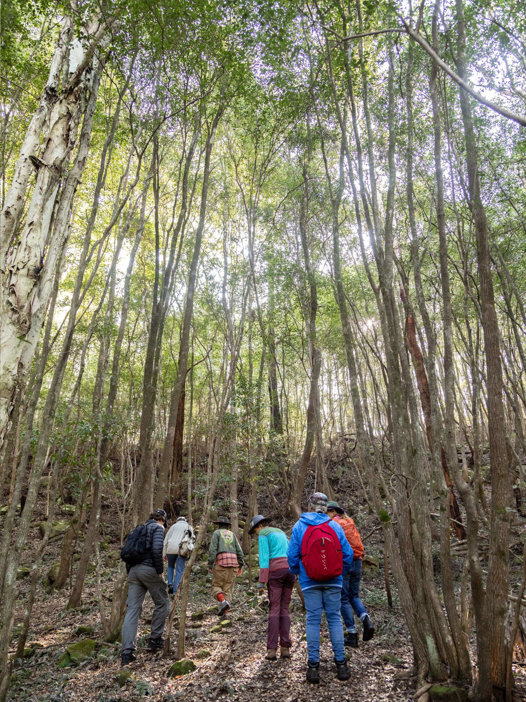 Paperbark-Forest-NSW-Central-Coast