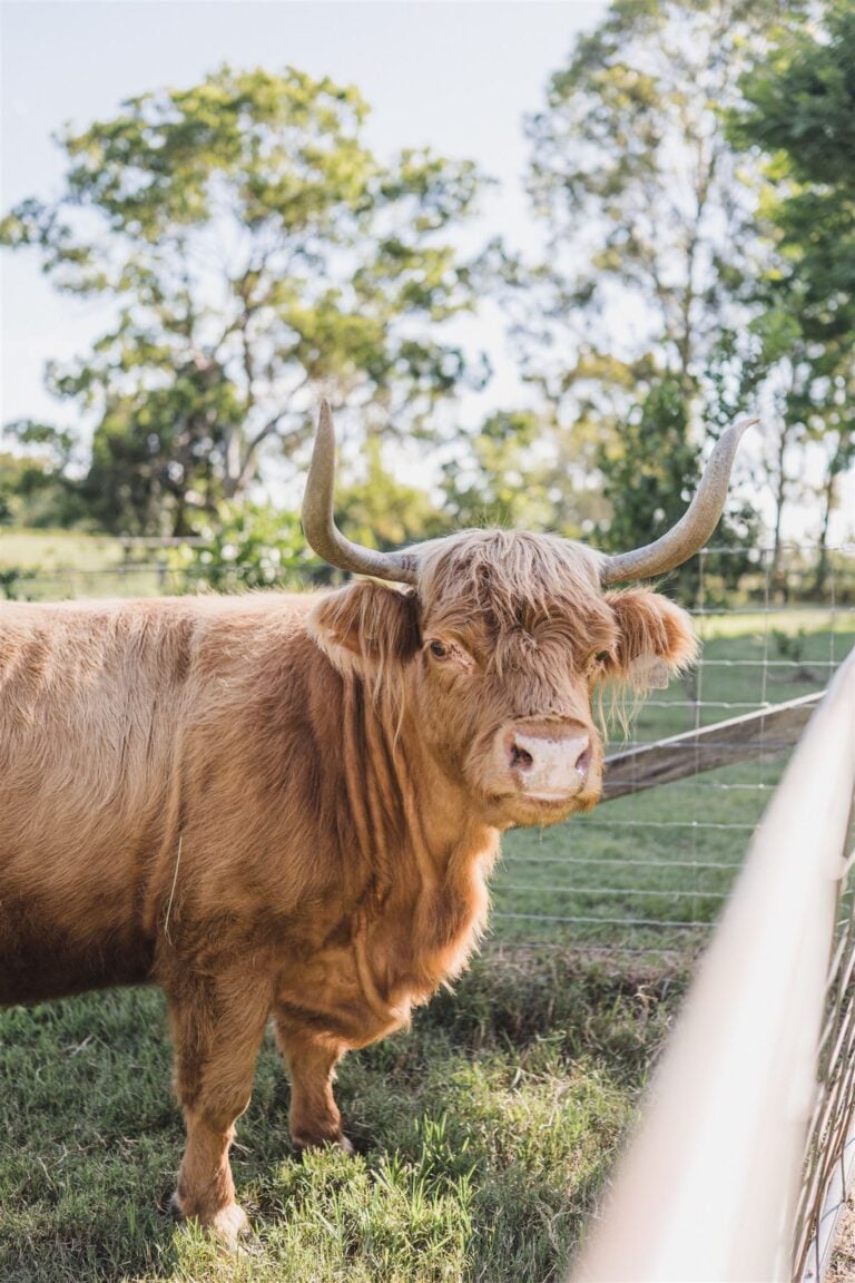 HannahPuechmarin KillaraFarm Tilly 768x1152