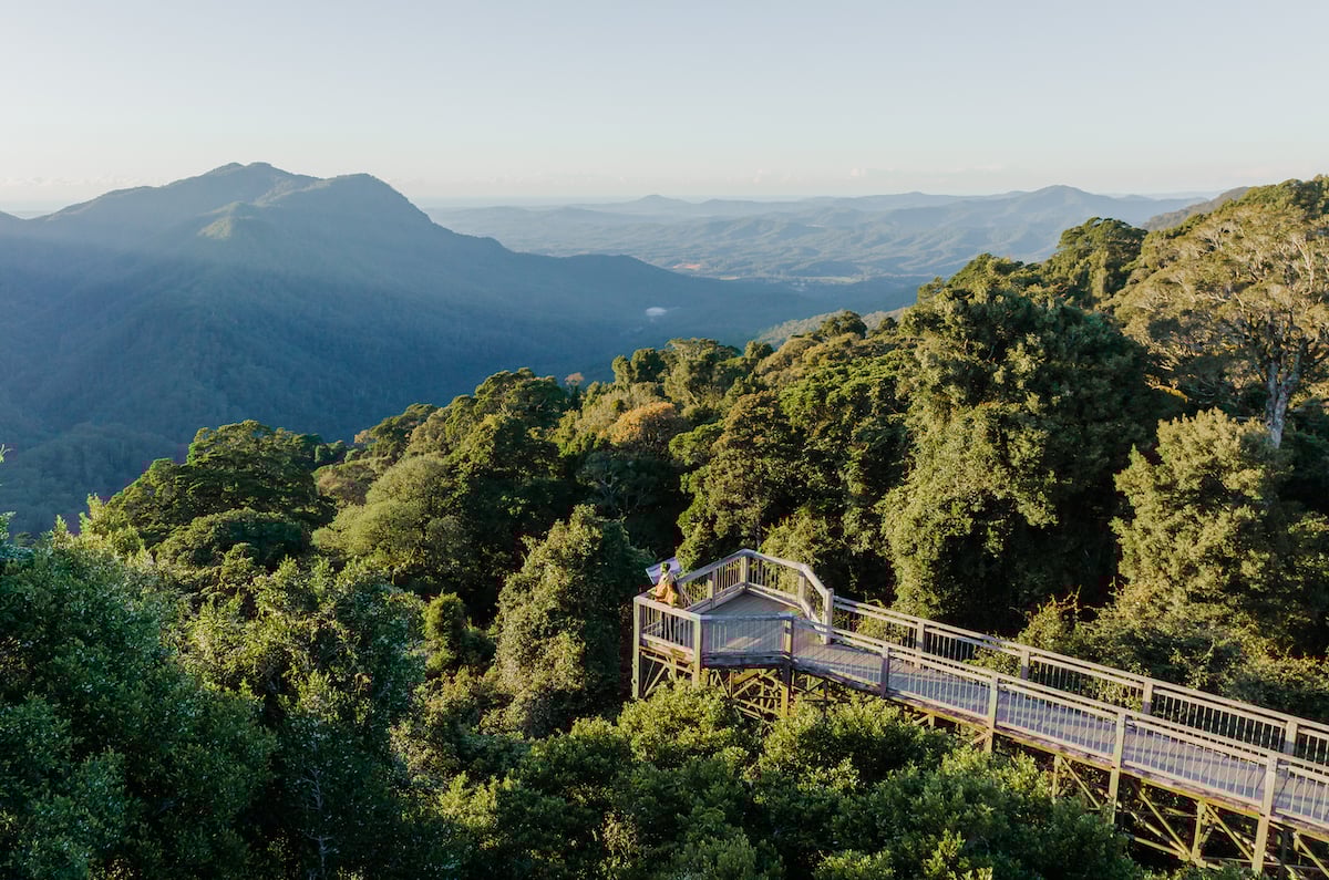 Dorrigo National Park Skywalk
