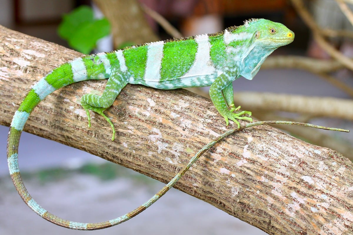 Fiji crested iguana conservation program Likuliku Lagoon Resort Fiji