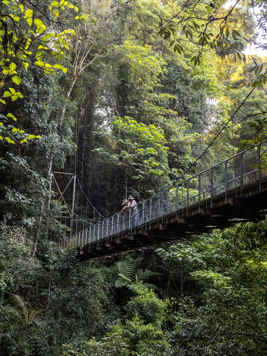 Dorrigo National Park suspension bridge