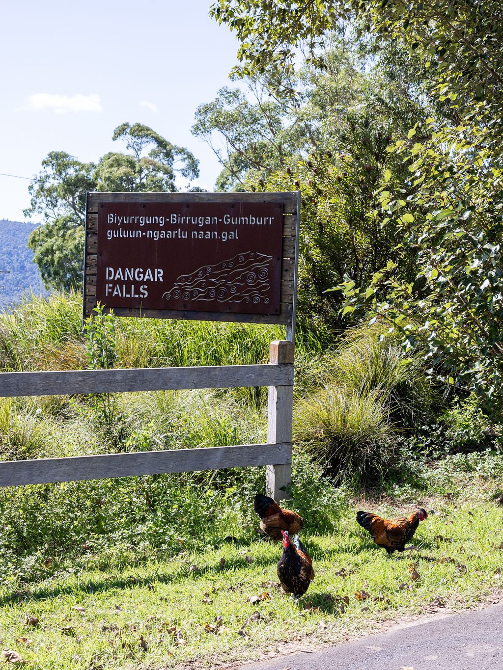 Dangar Falls sign Dorrigo