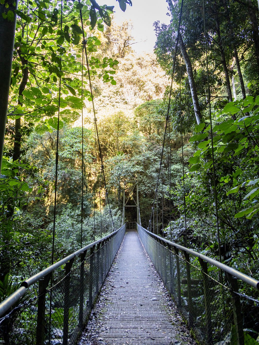Crystal Showers walk Dorrigo