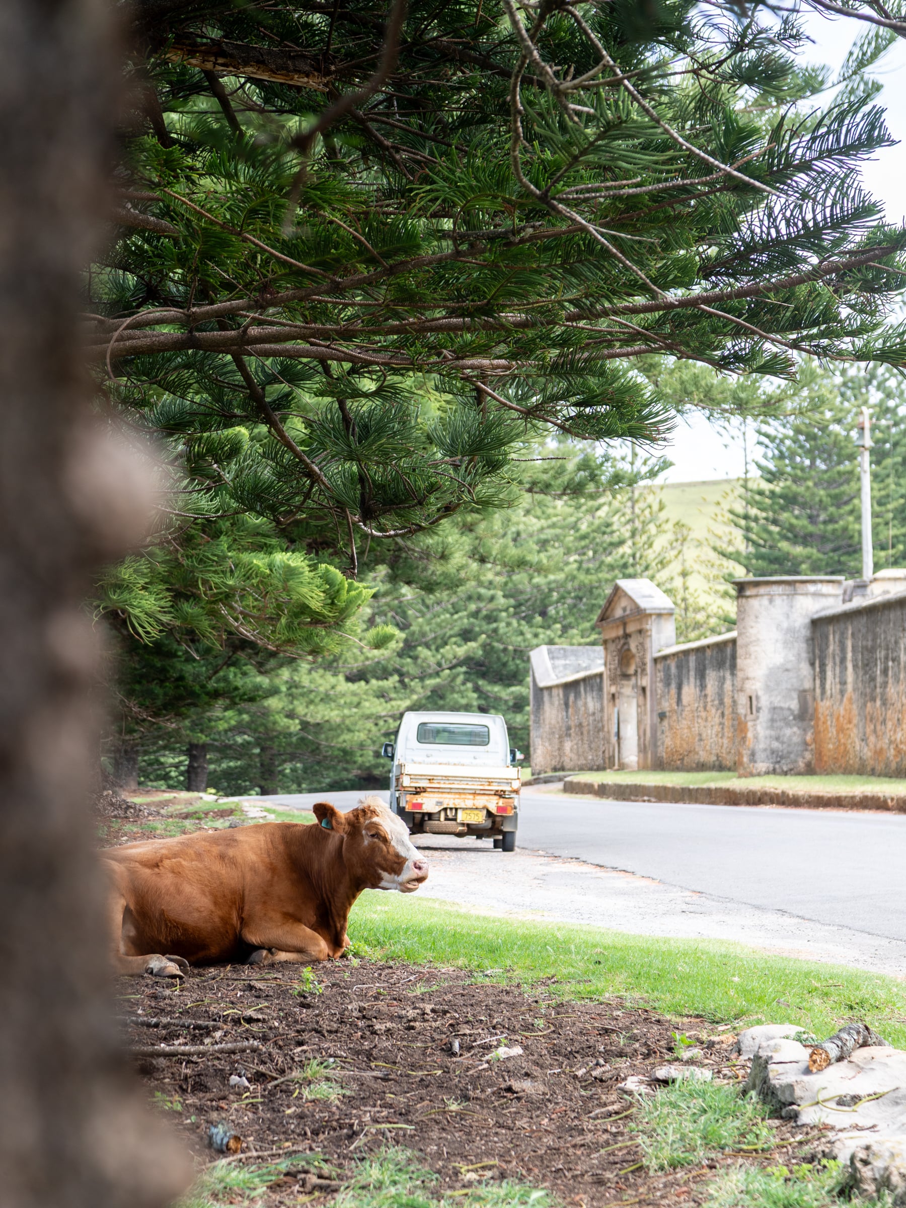 Cow on the side of the road in Kingston UNESCO World Heritage Site Norfolk Island