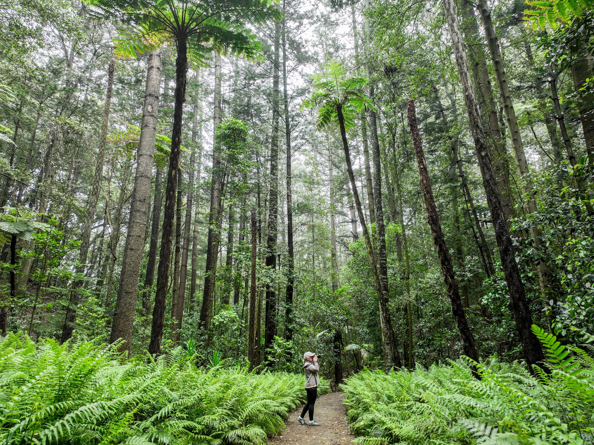 100 Acres Reserve Norfolk Island Life Unhurried Slow Travel