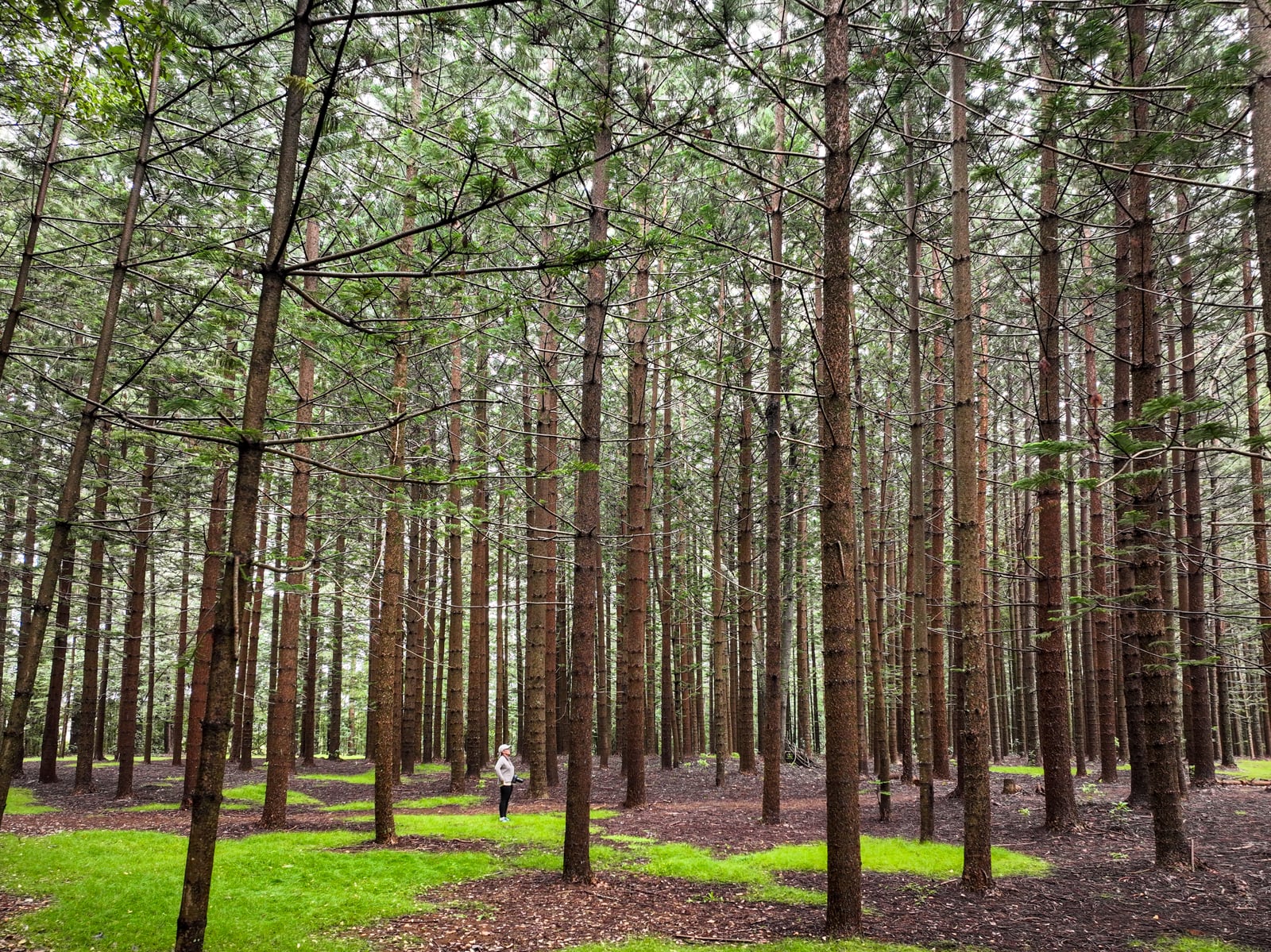 Woman standing in between the trees in the Hundred Acres Reserve Norfolk Island