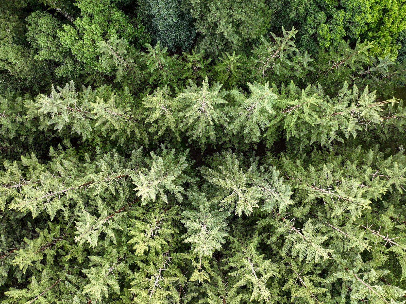 Drone view of Hundred Acres Reserve Norfolk Island