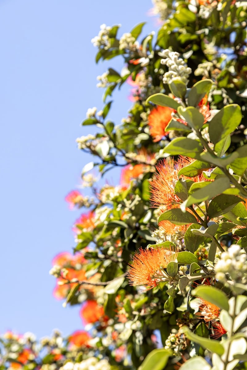 Secret Beaches - Wooli