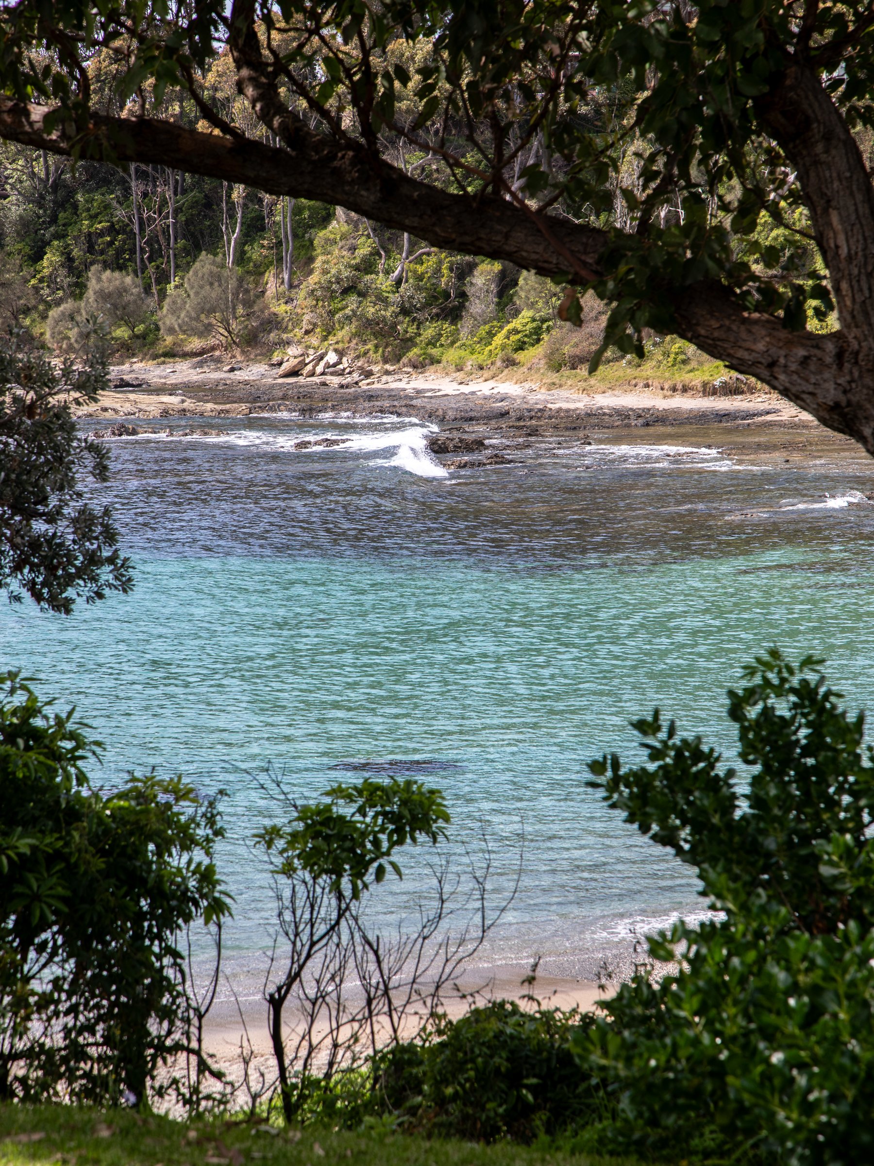 View of the ocean through the trees