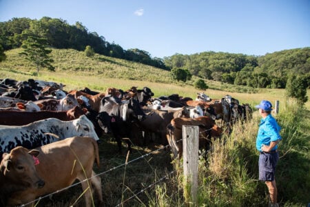 Eastwell Farms Kin Kin Noosa Slow Travel Guide
